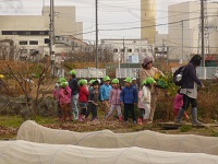 せせらぎ農園で七草を探している写真