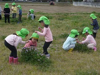 せせらぎ農園でれんげを摘んでいる写真その2