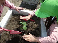 5歳児らいおん組が苗植えをしている写真
