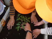 4歳児ぞう組が苗植えをしている写真