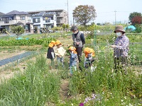 4歳児ぞう組がせせらぎ農園の方に花の名前を教わっている写真