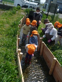 4歳児ぞう組が用水路を歩いている写真