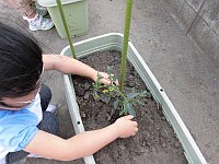 トマトの苗植えの写真