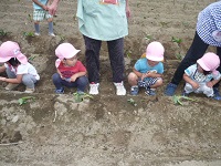 2歳児うさぎ組が芋苗を植えている写真