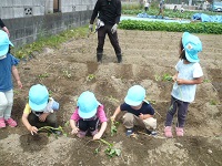 3歳児こあら組が芋苗をしている写真