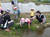 2歳児うさぎ組の子どもたちが田んぼの水に触れている写真
