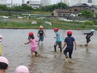 広い田んぼで代掻きを体験している写真