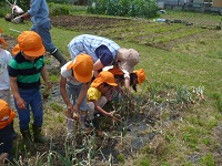 4歳児ぞう組が玉ねぎを収穫している写真