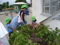 5歳児らいおん組が保育園の畑でジャガイモを掘っている写真