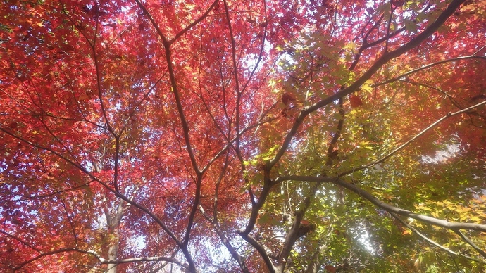 黒川清流公園の秋の写真