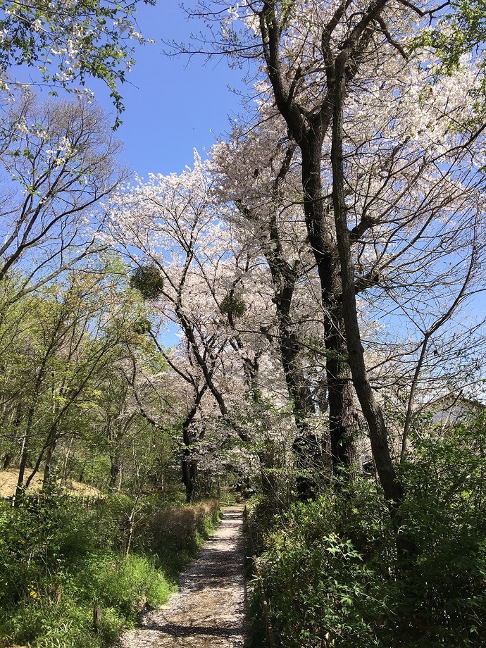 黒川清流公園の春の写真