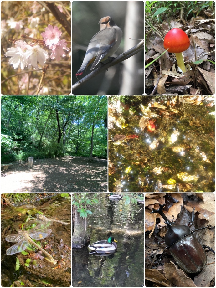 黒川清流公園の動植物などの写真