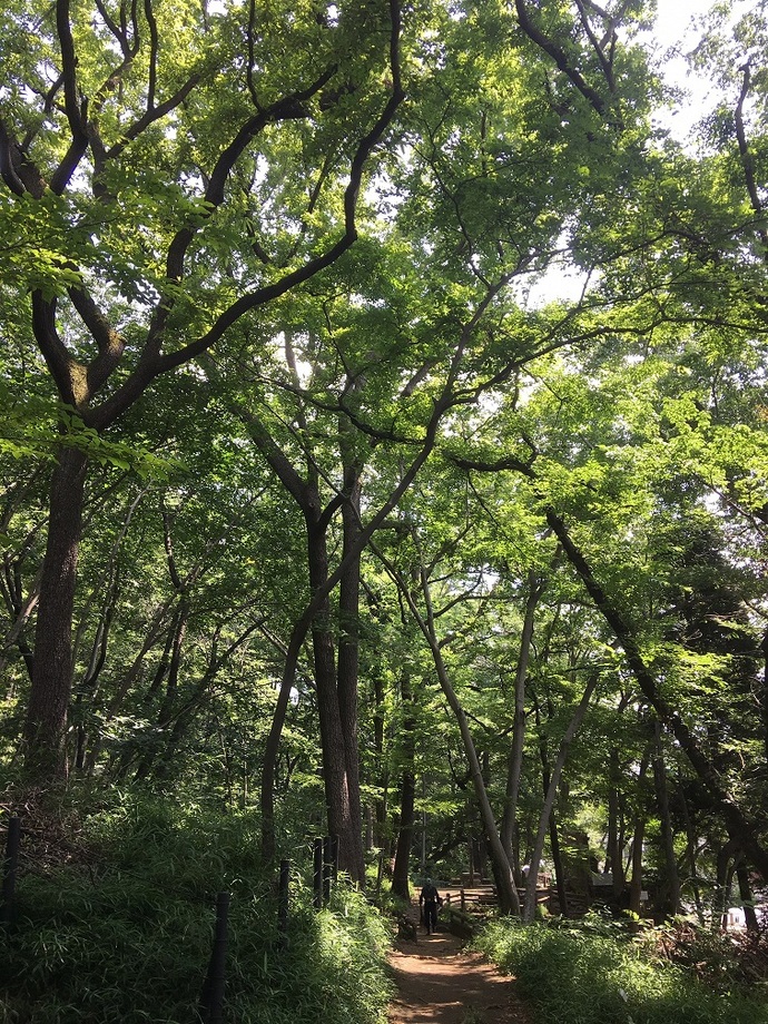 黒川清流公園の夏の写真