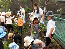 写真：じゃがいも掘り