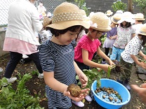 写真：じゃがいも掘り