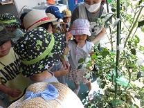 写真：トマト収穫