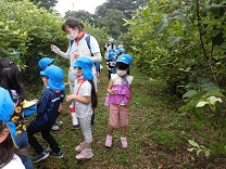 写真：ブルーベリー摘み