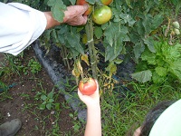 トマトの収穫体験をしている写真