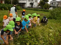 4歳児ぞう組と5歳児らいおん組がせせらぎ農園の草取りをしている写真