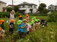 4歳児ぞう組と5歳児らいおん組がせせらぎ農園で草取りをしている写真