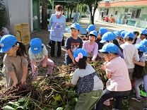 写真：5歳児らいおん組の芋ほりの様子