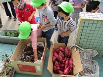 写真：3歳児こあら組のイモ洗いの様子