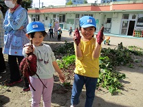 写真：5歳児らいおん組の芋ほりの様子