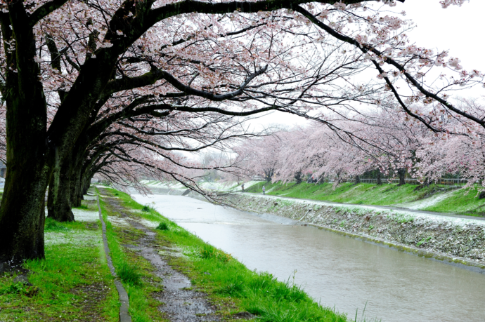 雪桜