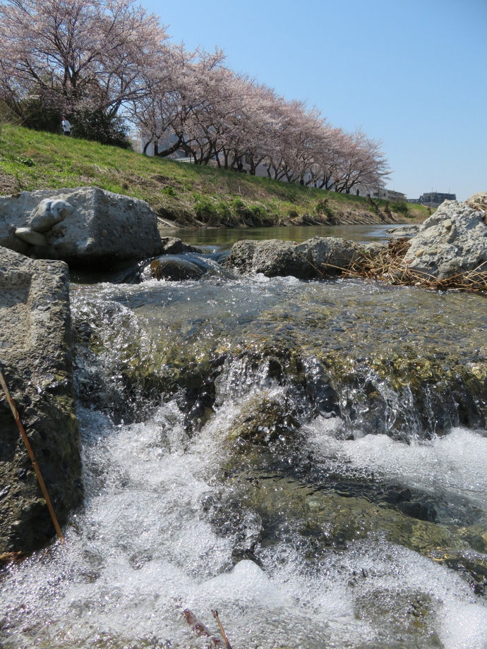 桜咲く頃