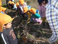 4歳児ぞう組がせせらぎ農園で里芋掘りを体験している写真