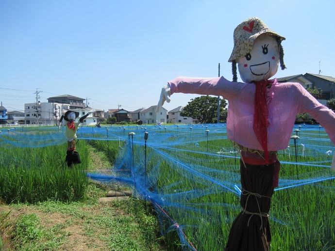 写真：田んぼの学校新町会場案山子