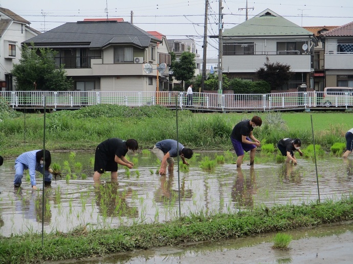 写真：田んぼの学校新町会場田植えの様子