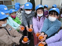 写真：5歳児みかん狩り