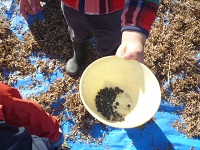 4歳児ぞう組が収穫した小粒黒大豆の写真