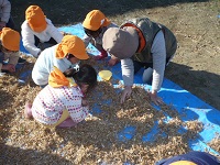 4歳児ぞう組が小粒黒大豆の収穫を手伝っている写真