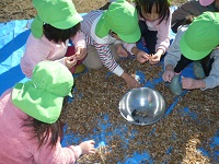5歳児らいおん組が小粒大豆の収穫をしている写真