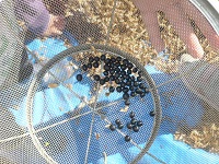 5歳児らいおん組が収穫した黒大豆の写真