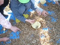 5歳児らいおん組が手分けして小粒黒大豆の収穫をしている写真