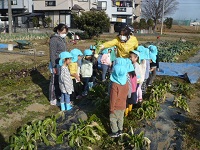 3歳児こあら組が春の七草を探している写真