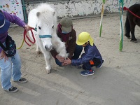 5歳児らいおん組がリトルホースのひづめに触れている写真