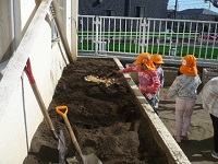 4歳児ぞう組が園庭の畑によく混じったぼかしと野菜くずを混ぜている写真
