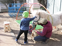 リトルホースをなでる写真