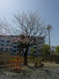 桜の写真