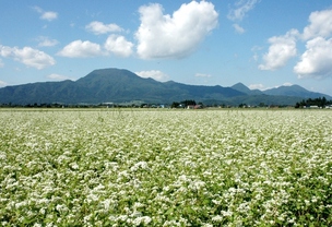 画像:そば畑と東根山
