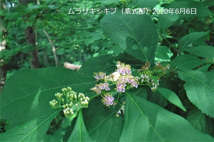 ムラサキシキブの写真