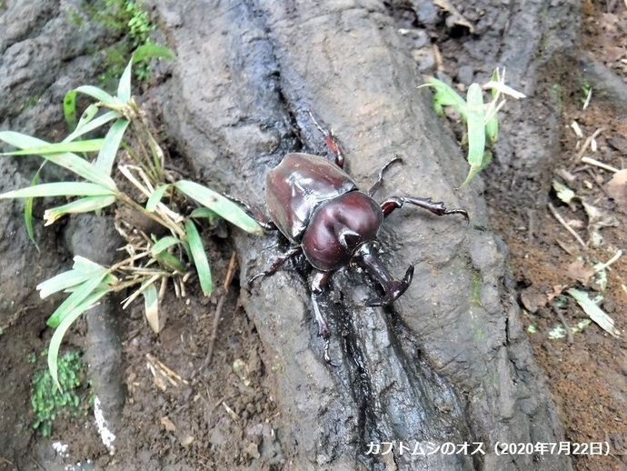 カブトムシの写真