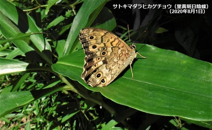 サトキマダラヒカゲチョウの写真