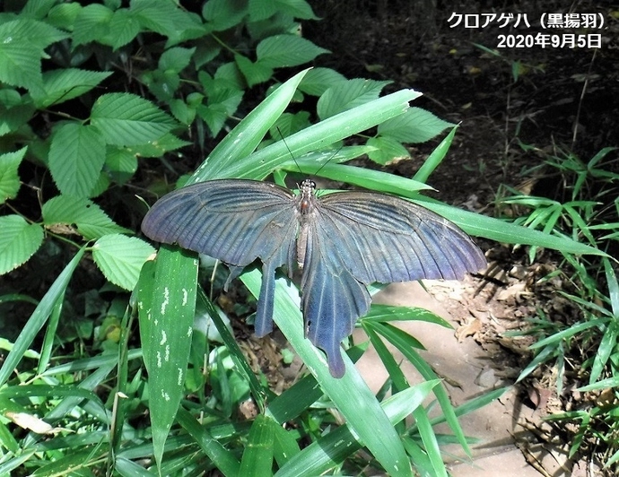 クロアゲハの写真