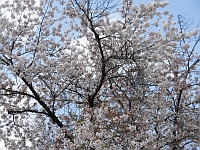 園庭の桜の木の写真