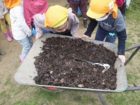 5歳児らいおん組が畑の真っ黒な土の中のミミズを観察している写真